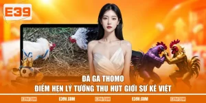 Đá Gà Thomo - Điểm Hẹn Lý Tưởng Thu Hút Giới Sư Kê Việt